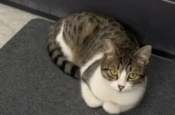 Найдена кошка, Сочи, фото: Найдена кошка, Ясногорская ул. 16/2 к4