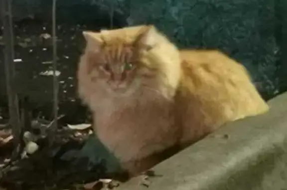 Кошка найдена на Пролетарском, 26 к1