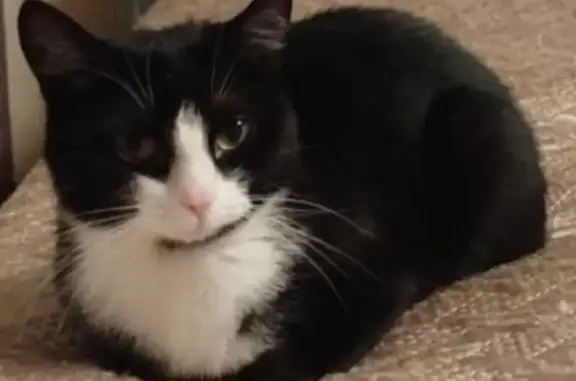 Пропала кошка, Люберцы, Почтовое 96