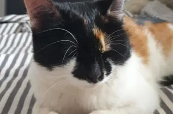 Пропала кошка, Ярославль, ул. Ткацкая