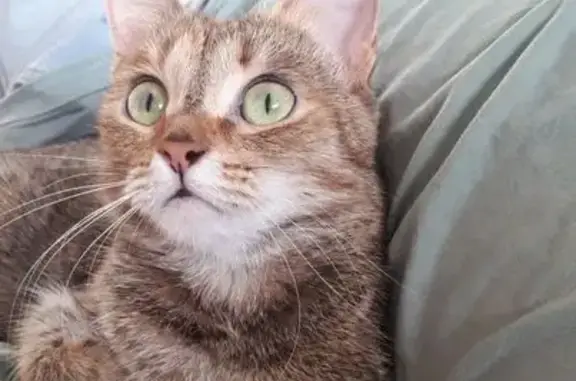 Пропала кошка, Мануфактурная ул., Ярославль