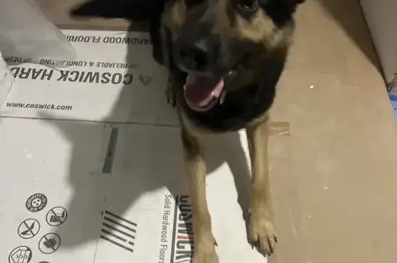 Найдена собака, , фото: Найдена собака, Комсомольский пр-т, Тверь