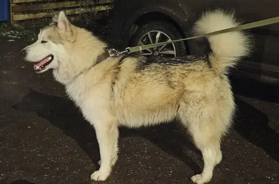 Найдена собака, поселок Зверосовхоза, фото: Найден маламут, Парковая ул., 6, Зверосовхоз