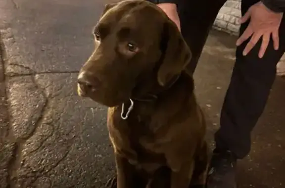 Найдена собака, Казань, фото: Найдена собака ул. Копылова, Казань