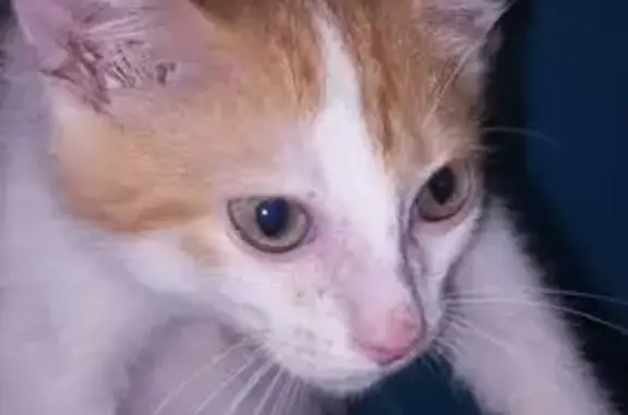 Найдена кошка, Оренбург, фото: Котенок найден: Новая ул., 12, Оренбург