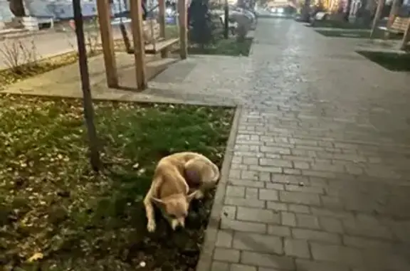 Собака найдена: Университетский, 54, Ростов