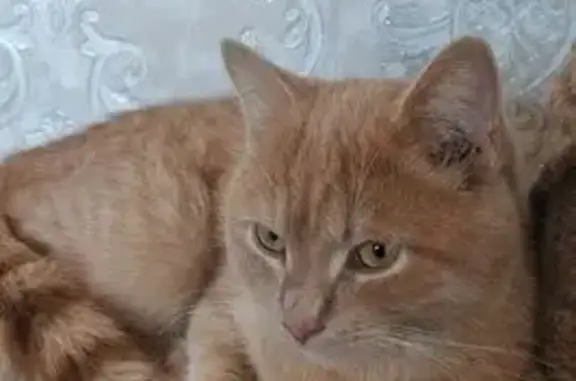 Найденные животные Курган, фото: Кошка найдена: ул. Некрасова, 24, Курган