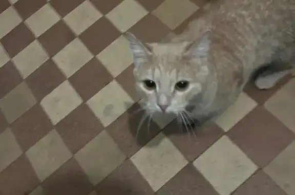 Найдена кошка, Ярославль, фото: Кот найден в подъезде, ул. Чкалова, 23