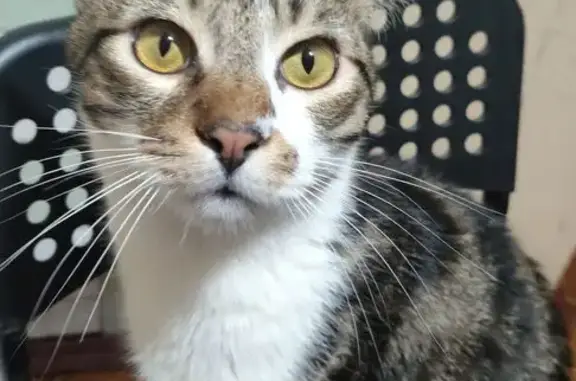 Пропала кошка, ул. Димитрова, 131, Кр.