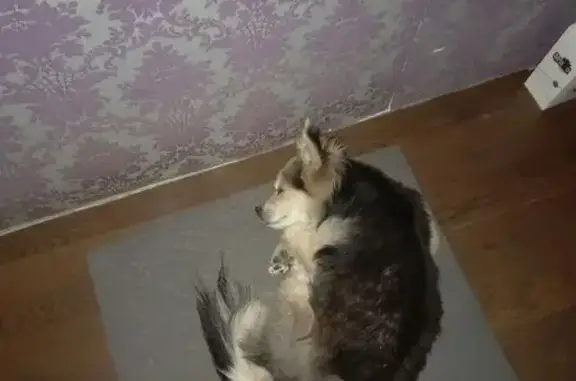 Пропала собака, Оборонная ул., Матвеевское