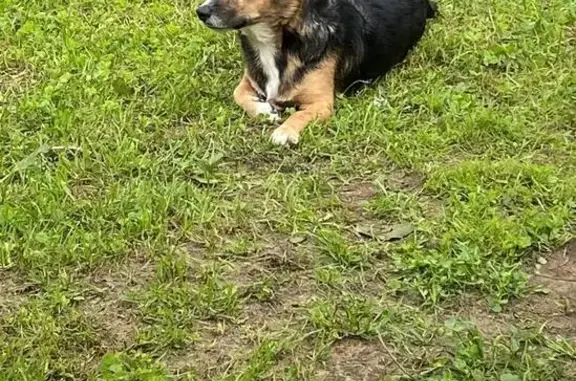 Пропала собака в Рахьинском, Ленобласть