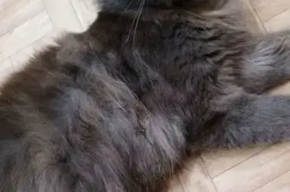 Пропала кошка, Инза, Ульяновская обл.