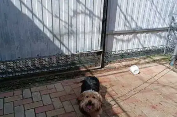 Пропала собака, Новая ул. 35, Кореновск