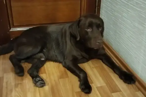 Найдена собака, Казань, фото: Лабрадор найден, ул. Копылова 13, Казань