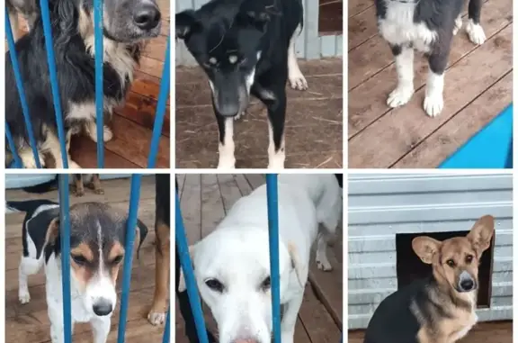 Найдена собака, Ставропольский край, фото: Собака найдена: Георгиевск, ПВС