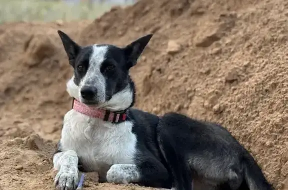 Пропала собака, Продольная ул. 31, Чапурники