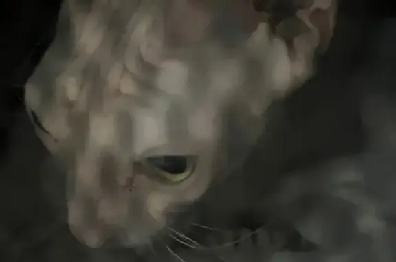 Найдена кошка, Волгоград, фото: Кошка найдена: Пархоменко 55Г, Волгоград