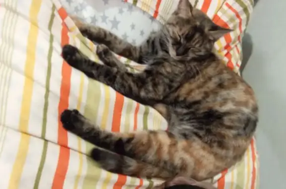 Найдена кошка, Самара, фото: Найдена кошка, пр. Кирова 235, Самара