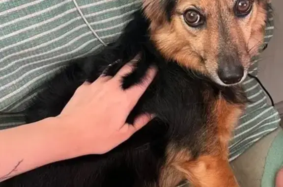 Собаки потеряшки, , фото: Потеряшка собака в Привалово, ищем!