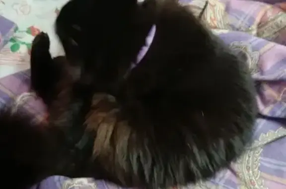 Найдена кошка, Йошкар-Ола, фото: Кошка найдена, ул. Строителей 31, Й-Ола