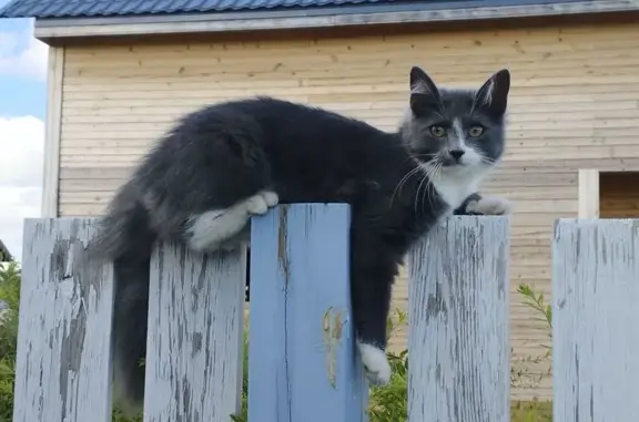 Пропала кошка, Загребский б-р, 33, СПб