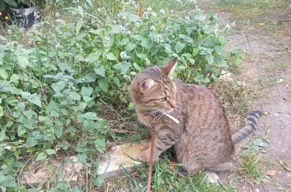 Кошки потеряшки, Москва, фото: Потеряшка кошка в поезде Улан-Удэ - Москва