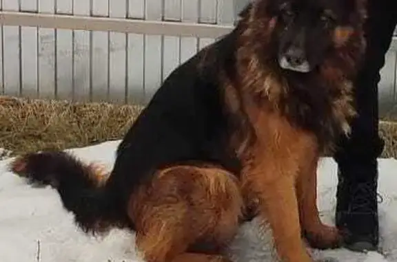 Пропала собака, Заводская ул. 21, Подгорное