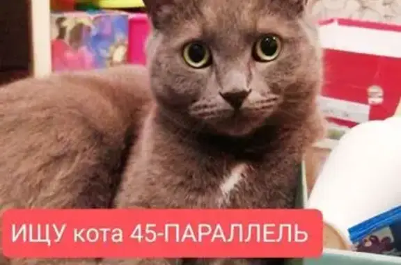 Кошки потеряшки, Ставрополь, фото: Потеряшка кот, 45-я Параллель, 33, Ставрополь