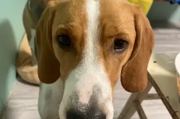 Пропала собака, Фёдоровская 13, Осколец