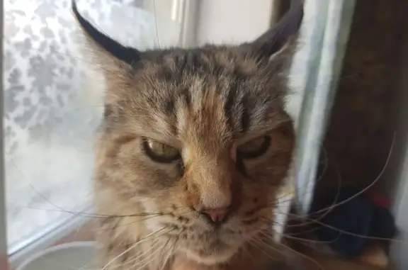 Пропала кошка Мотя, Памятная ул., Ростов-на-Дону