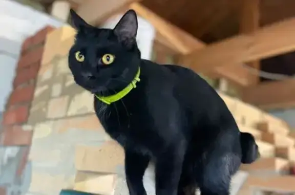 Пропал кот, Спортивная ул., 3, Детчино