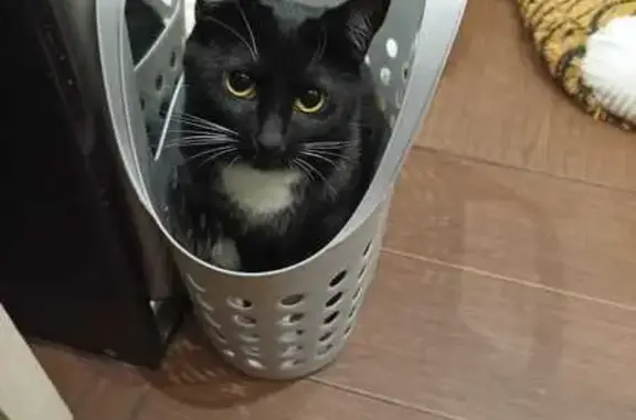 Кошки потеряшки, Псков, фото: Потеряшка кошка на Звёздной, 14 в Пскове