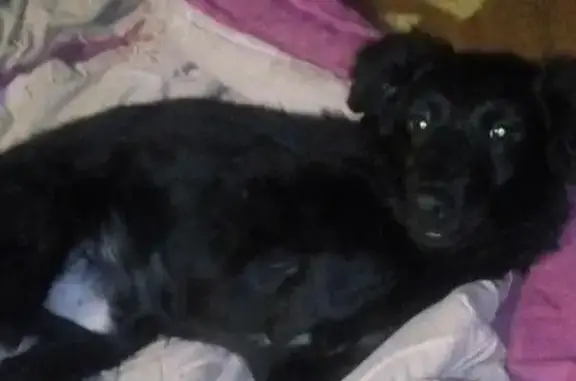 Пропала собака, Лагерная ул., Златоуст