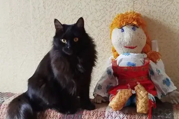 Пропала кошка, Канская ул. 59, Красноярск