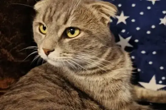 Пропала кошка, Народная ул., Оренбург