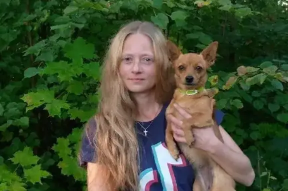 Пропала собака, Советская ул., Яранск