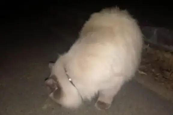 Найденные животные Курган, фото: Найдена кошка, ул. Молодёжи, Курган