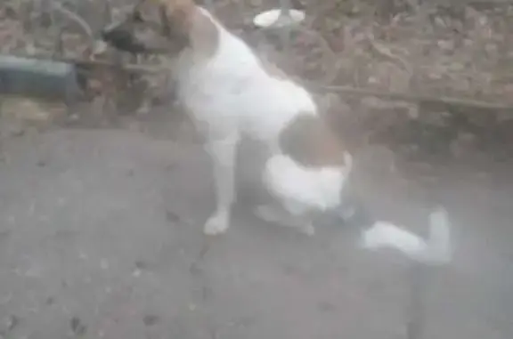 Найдена собака, Магнитогорск, фото: Собака найдена на Вокзальной, 128/1, Магнитогорск