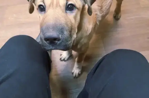 Найдена собака, Дудинка, фото: Щенок найден: ул. 40 лет Победы, 6, Дудинка