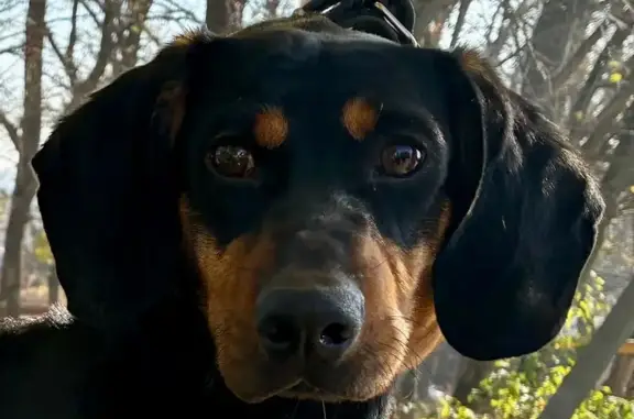 Найдена собака, Ставрополь, фото: Такса найдена у Нижнего рынка, ул. Фрунзе, 2