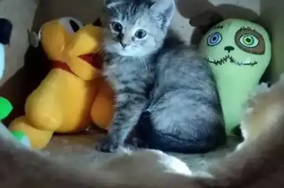 Пропала кошка, Газонная ул. 20, Новосибирск