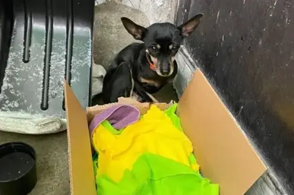 Найдена собака, Новосибирск, фото: Собака найдена: Римского-Корсакова, 4В