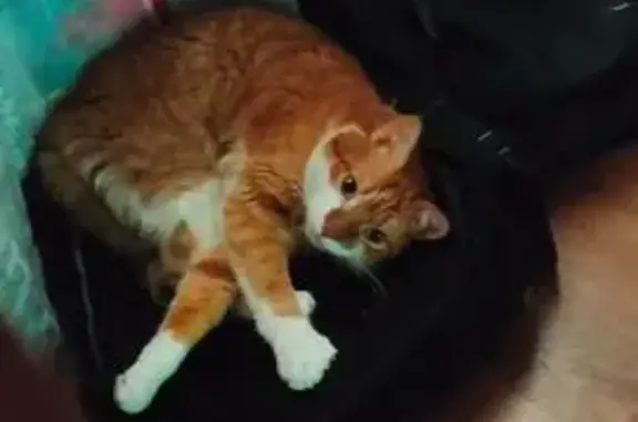 Пропала кошка, ул. Трубаченко, 14