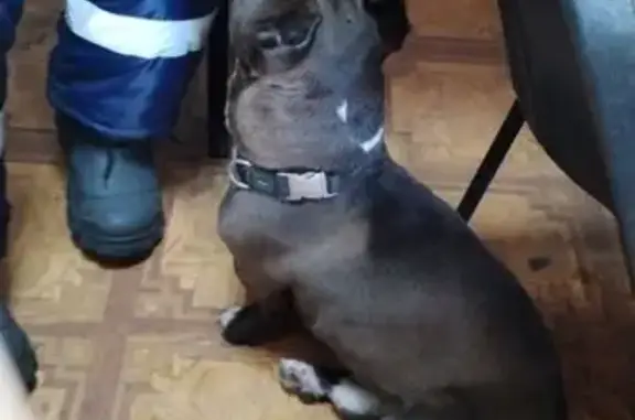 Найдена собака, , фото: Собака найдена: Черемхово, Иркутская обл.