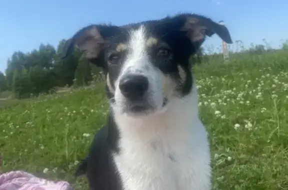 Собаки потеряшки, Ангарск, фото: Потеряшка собака, ул. Мира, Ангарск