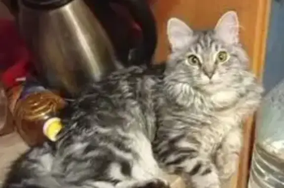 Пропала кошка, ул. Беринга, 32 к2, СПб