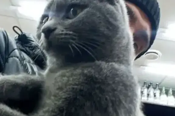 Найдена кошка, Казань, фото: Кошка найдена: ул. Дементьева, Казань