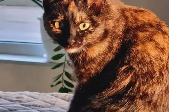 Кошки потеряшки, , фото: Потеряшка кошка, Центральная ул., Лесной