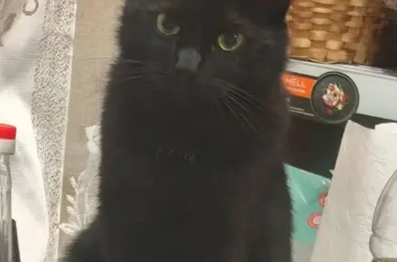 Пропала кошка, Ангарск, 8