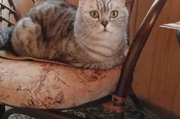 Пропала кошка, Вязовская 41, Н. Тагил